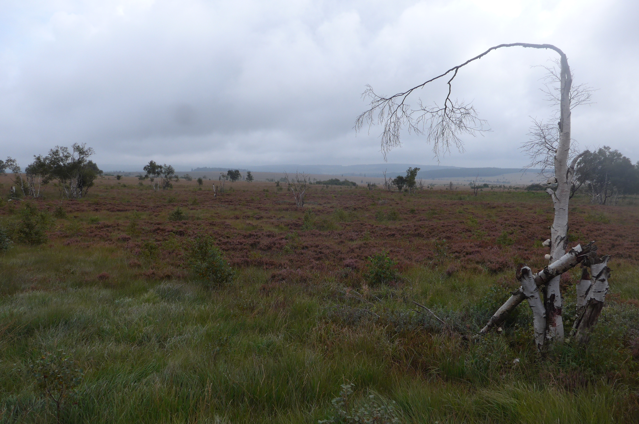 Hautes Fagnes rašeliniště